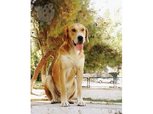 Χαριζεται το γλυκος μας Κασπερ♥